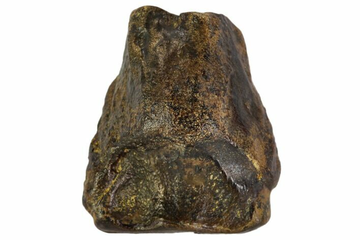 Triceratops Shed Tooth - Montana #109072